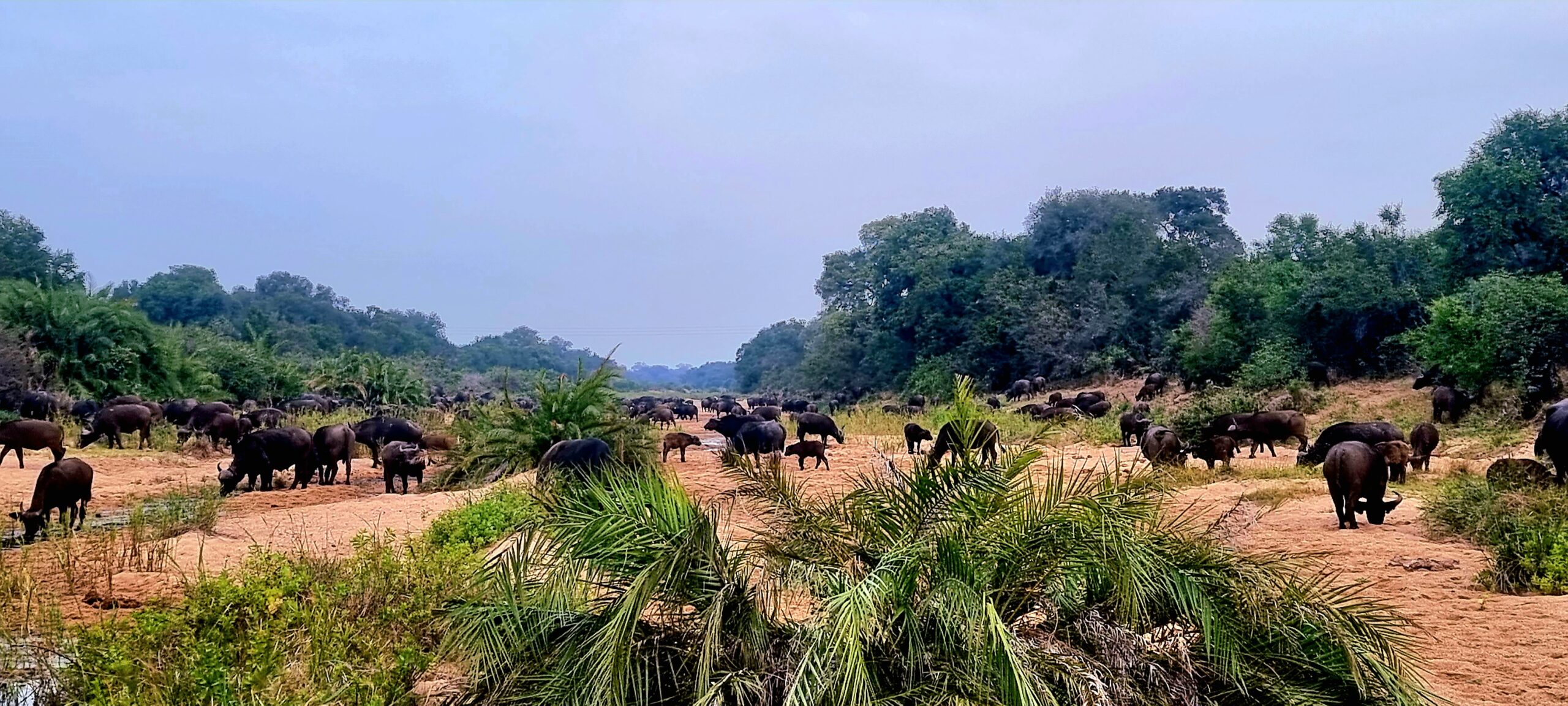 Sustainability, Conservation