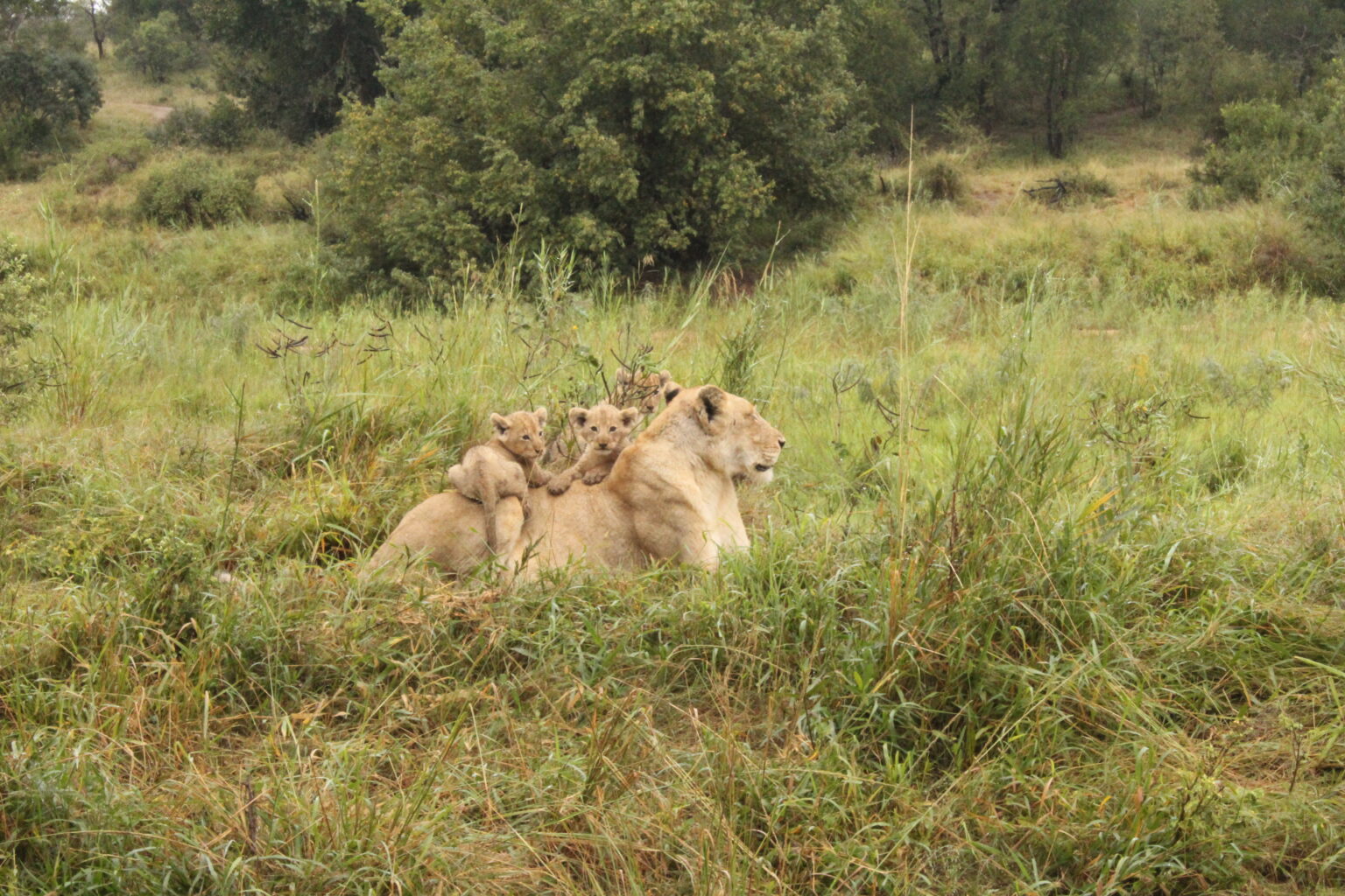 Sustainability - Wildlife